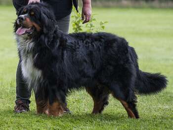 Da Vinci von den Bruener Hoehen