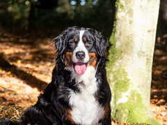 rania vom hollandhof veteranin