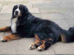 benitu baku von den bruener hoehen